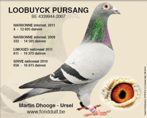 loobuyck-pursang-2