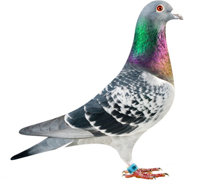 BE11-4078440_pigeon