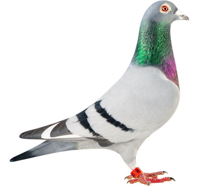 BE12-4153458_pigeon
