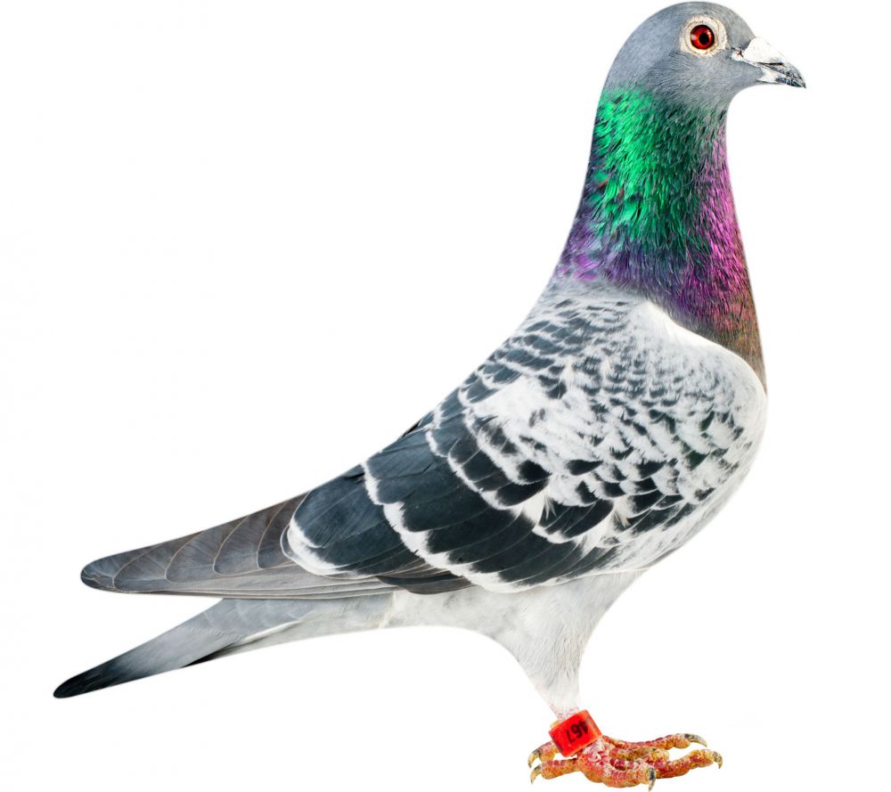 BE12-4153467_pigeon