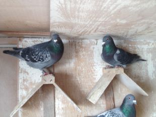 Zonen Jens' Favoriet