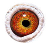 BE10-4173127_eye