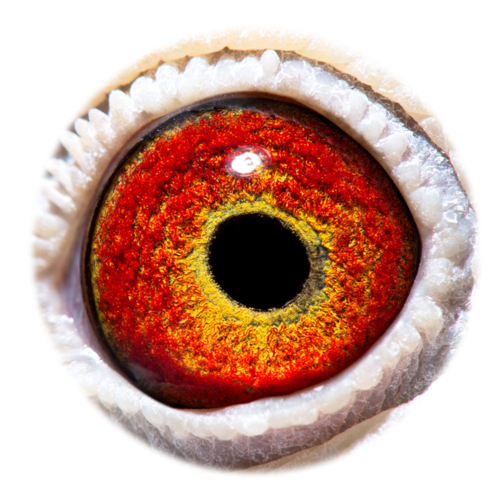 BE11-4078087_eye