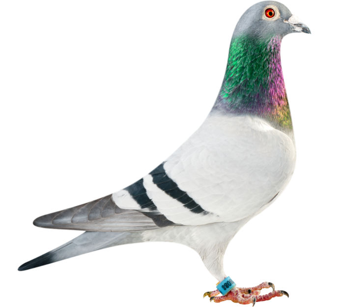 BE11-4078088_pigeon