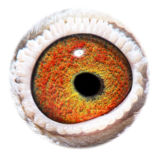 NL16-1872623_eye