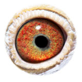 NL16-1872628_eye