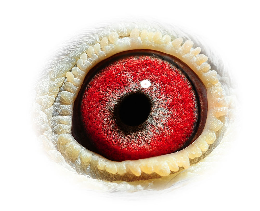 BE09-4103977_OOG