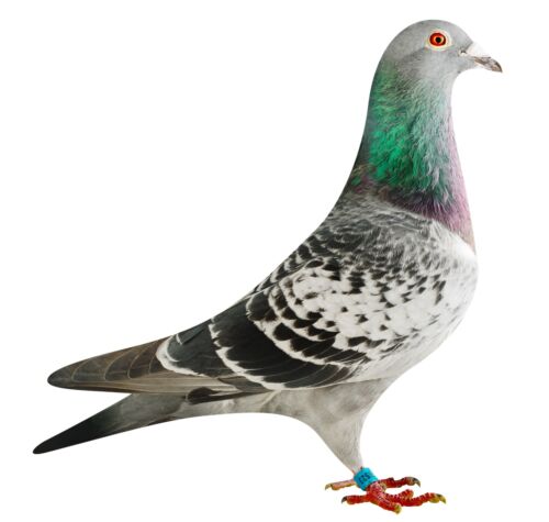 BE16-4118523_pigeon