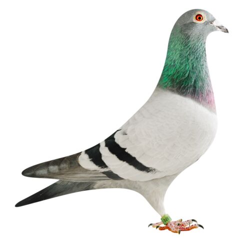 BE18-4204370_pigeon