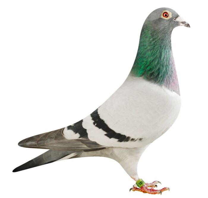 BE18-4204401_pigeon
