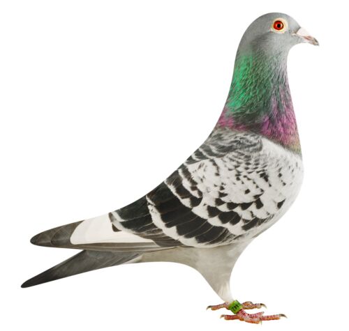 BE18-4204442_pigeon