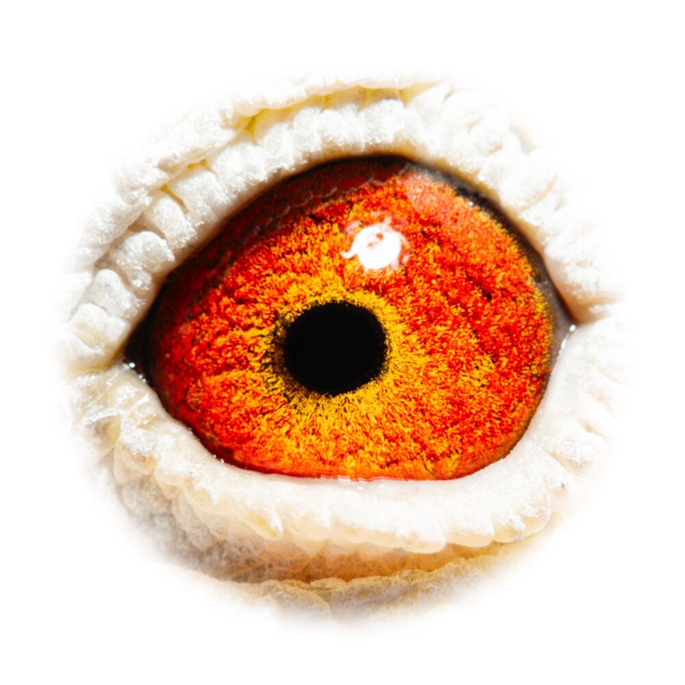 BE18-4204499_eye