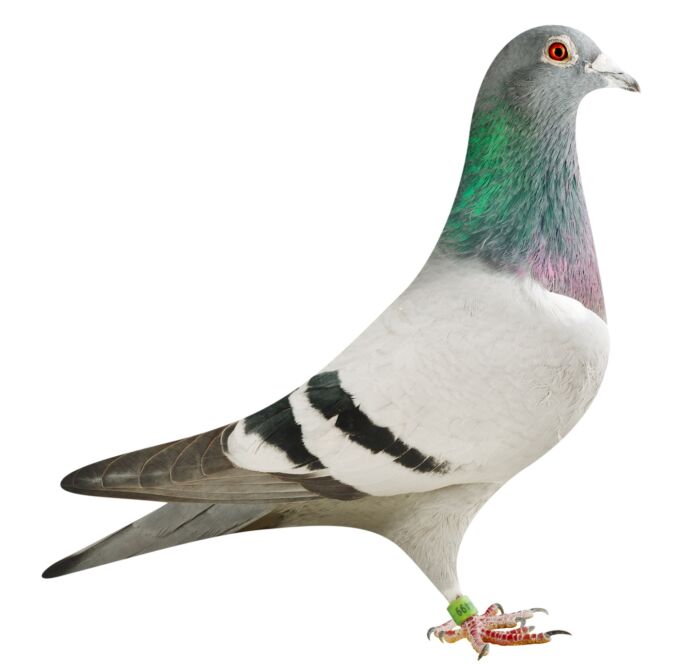BE18-4204499_pigeon